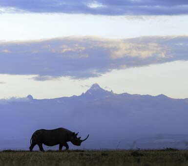 Explore the Ol Pejeta Conservancy on a Luxurious Safari in Kenya